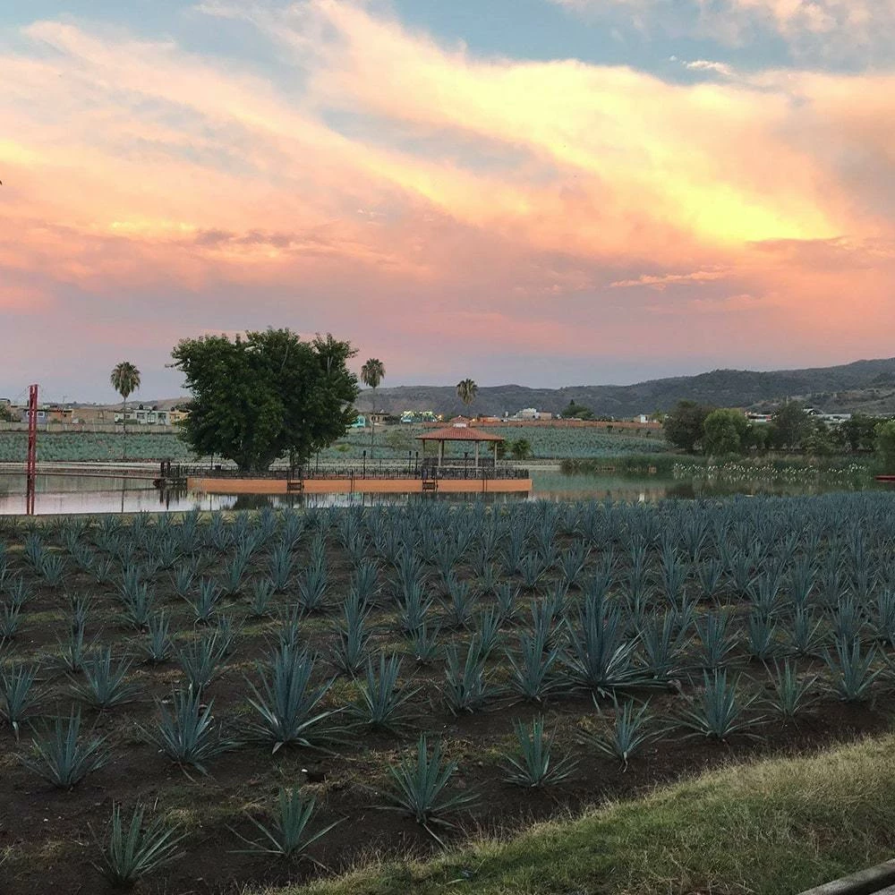 Promo 👏 Urban Bar Fortaleza Blanco Still Strength - 70cl 😍 4 Urban Bar Fortaleza Blanco Still Strength - 70cl