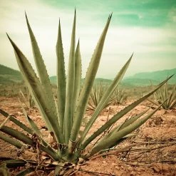 Urban Bar Sparkling Wines, Spirits & Liquors Tapatio Añejo - 50cl